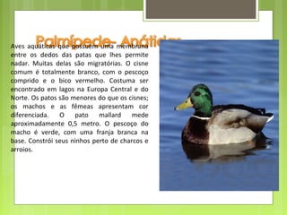 Aves  aquáticas  que  possuem  uma  membrana 
entre  os  dedos  das  patas  que  lhes  permite 
nadar.  Muitas  delas  são  migratórias.  O  cisne 
comum  é  totalmente  branco,  com  o  pescoço 
comprido  e  o  bico  vermelho.  Costuma  ser 
encontrado  em  lagos  na  Europa  Central  e  do 
Norte. Os patos são menores do que os cisnes; 
os  machos  e  as  fêmeas  apresentam  cor 
diferenciada.  O  pato  mallard  mede 
aproximadamente  0,5  metro.  O  pescoço  do 
macho  é  verde,  com  uma  franja  branca  na 
base. Constrói seus ninhos perto de charcos e 
arroios.
 