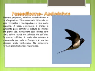 Pássaros pequenos, esbeltos, aerodinâmicos e 
de vôo gracioso. Têm uma cauda bifurcada, as 
asas  compridas  e  pontiagudas  e  o  bico  muito 
pequeno.  A  boca,  entretanto,  é  grande  o 
suficiente  para  permitir  a  captura  de  insetos 
em  pleno  vôo.  Constroem  seus  ninhos  com 
lama,  sobre  rochas  ou  telhados  de  edifícios, 
formando  colônias.  A  andorinha  comum  é 
encontrada  por  toda  a  Europa  e  é  um  dos 
pássaros  mais  conhecidos.  Na  primavera, 
formam grandes bandos migratórios. 
 