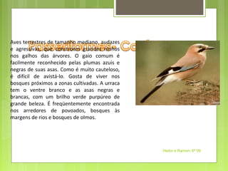 Aves terrestres de tamanho mediano, audazes 
e  agressivas,  que  constroem  grandes  ninhos 
nos  galhos  das  árvores.  O  gaio  comum  é 
facilmente  reconhecido  pelas  plumas  azuis  e 
negras de suas asas. Como é muito cauteloso, 
é  difícil  de  avistá-lo.  Gosta  de  viver  nos 
bosques próximos a zonas cultivadas. A urraca 
tem  o  ventre  branco  e  as  asas  negras  e 
brancas,  com  um  brilho  verde  purpúreo  de 
grande  beleza.  É  freqüentemente  encontrada 
nos  arredores  de  povoados,  bosques  às 
margens de rios e bosques de olmos.




                                                     Heitor e Ramon- 6ª 09
 