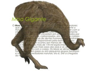 Moa Gigante
O Moa Gigante era uma ave gigantesca, uma das maiores
  que já existiram, que viveu há 700 anos atrás durante o
  Holoceno na Nova Zelândia, sua extinção coincide com a
  chegada do homem na Nova Zelândia, que juntamente
  com provas fósseis que consistem em ossos quebrados por
  ferramentas humanas, carbonizados, em forma de colares
  e anzóis e com marcas de dentes humanos, demonstram
  serem os mesmos os responsáveis pela extinção dessa
  magnífica ave, que ocorreu em menos de 100 anos, nos
  quais foram mortos mais de 170 mil espécimes. O Moa
  gigante não possuía mais ossos das asas e as vezes nem as
  junções das asas com o corpo. Os Moas se alimentava de
  folhas, viviam em pares ou em pequenos grupos familiares
  e não tinham predadores naturais, isto é, até a chegada
  do Homem.
 