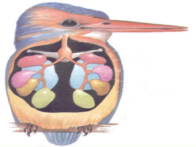 Подшипник aves 7
