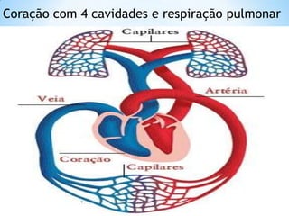 Coração com 4 cavidades e respiração pulmonar
 