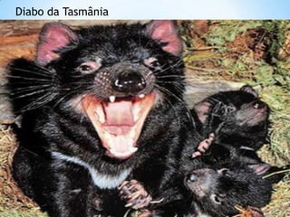 Diabo da Tasmânia
 