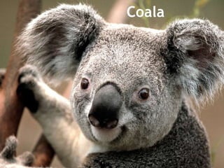 Coala
 