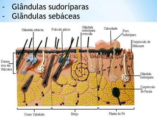 - Glândulas sudoríparas
- Glândulas sebáceas
 