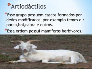 *
*Esse grupo possuem cascos formados por
dedos modificados por exemplo temos o :
porco,boi,cabra e outros.
*Essa ordem possui mamíferos herbívoros.
 