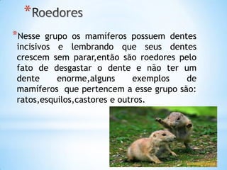 *
*Nesse  grupo os mamíferos possuem dentes
incisivos e lembrando que seus dentes
crescem sem parar,então são roedores pelo
fato de desgastar o dente e não ter um
dente      enorme,alguns      exemplos de
mamíferos que pertencem a esse grupo são:
ratos,esquilos,castores e outros.
 