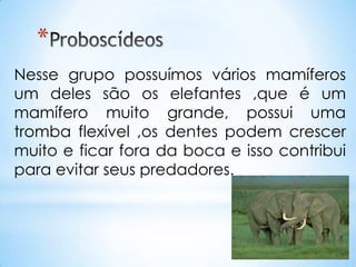 *
Nesse grupo possuímos vários mamíferos
um deles são os elefantes ,que é um
mamífero muito grande, possui uma
tromba flexível ,os dentes podem crescer
muito e ficar fora da boca e isso contribui
para evitar seus predadores.
 