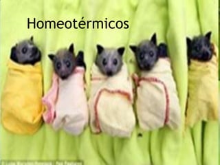 Homeotérmicos
 
