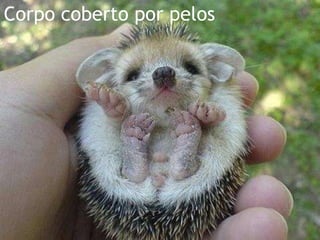 Corpo coberto por pelos
 