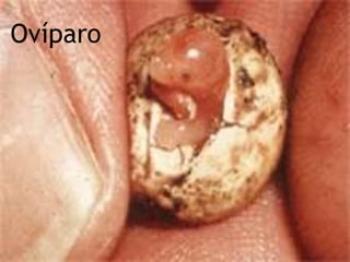 Ovíparo
 