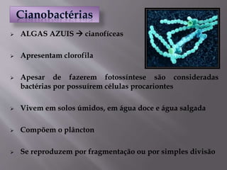  ALGAS AZUIS  cianofíceas
 Apresentam clorofila
 Apesar de fazerem fotossíntese são consideradas
bactérias por possuírem células procariontes
 Vivem em solos úmidos, em água doce e água salgada
 Compõem o plâncton
 Se reproduzem por fragmentação ou por simples divisão
 