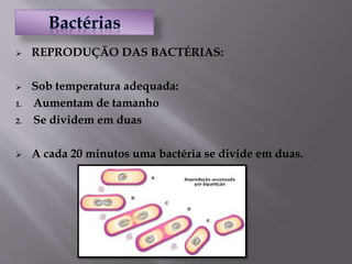 REPRODUÇÃO DAS BACTÉRIAS:
 Sob temperatura adequada:
1. Aumentam de tamanho
2. Se dividem em duas
 A cada 20 minutos uma bactéria se divide em duas.
 