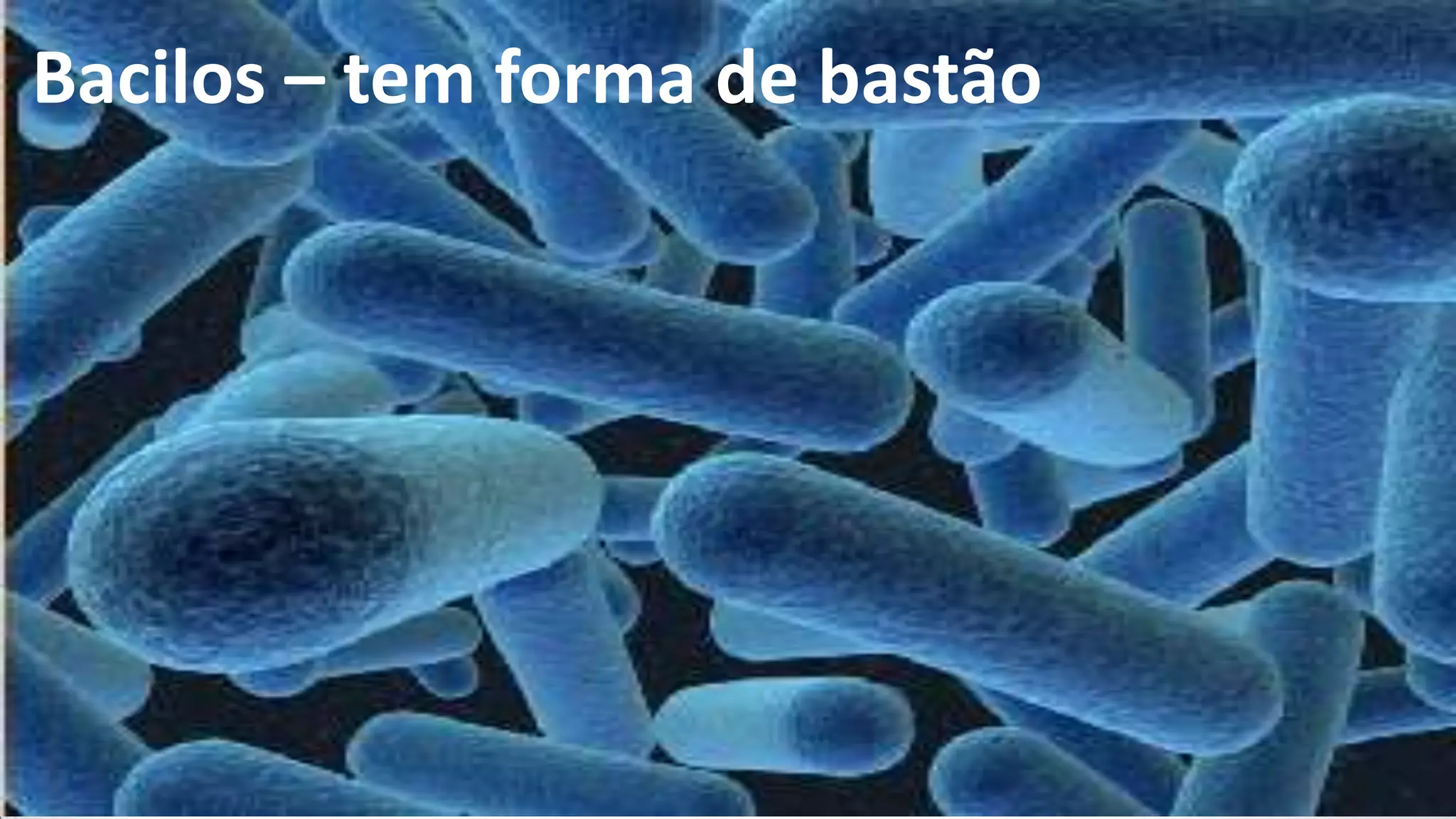 7º ano cap 6 reino monera | PPTX