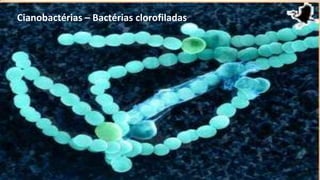 Cianobactérias – Bactérias clorofiladas




                                          13
 