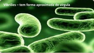 Vibriões – tem forma aproximada de vírgula
 