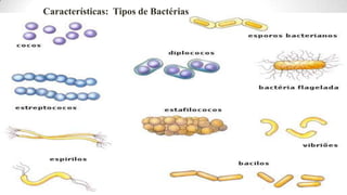 Características: Tipos de Bactérias
 