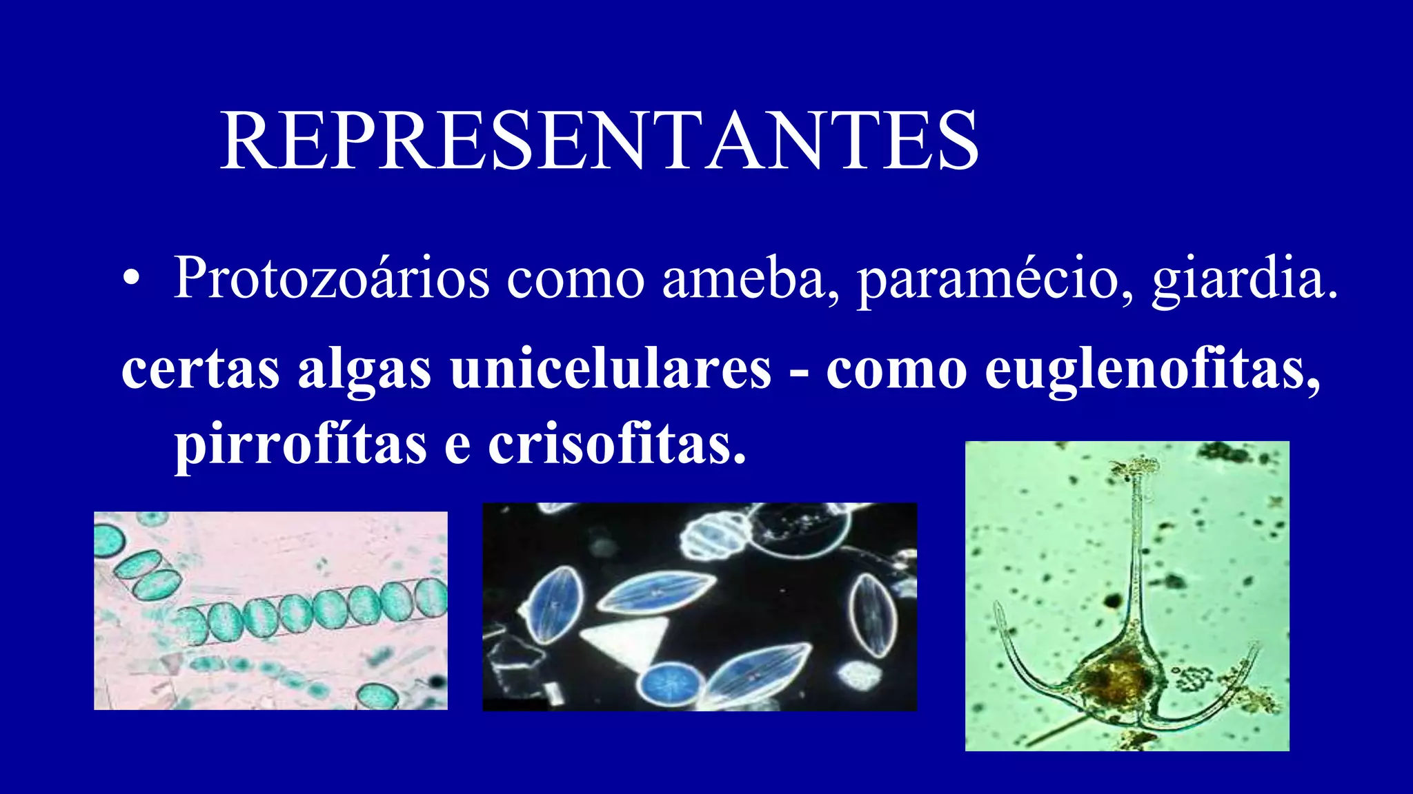 7º ano cap 7 reino protoctistas | PPT