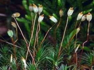 7º ano cap 9   briófitas