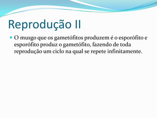 Reprodução II
 O musgo que os gametófitos produzem é o esporófito e
 esporófito produz o gametófito, fazendo de toda
 reprodução um ciclo na qual se repete infinitamente.
 