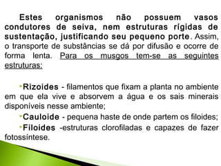 Estes organismos não possuem vasos
condutores de seiva, nem estruturas rígidas de
sustentação, justificando seu pequeno porte. Assim,
o transporte de substâncias se dá por difusão e ocorre de
forma lenta. Para os musgos tem-se as seguintes
estruturas:
Rizoides - filamentos que fixam a planta no ambiente
em que ela vive e absorvem a água e os sais minerais
disponíveis nesse ambiente;
Cauloide - pequena haste de onde partem os filoides;
Filoides -estruturas clorofiladas e capazes de fazer
fotossíntese.
 
