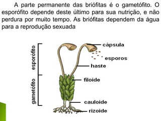 A parte permanente das briófitas é o gametófito. O
esporófito depende deste último para sua nutrição, e não
perdura por muito tempo. As briófitas dependem da água
para a reprodução sexuada
 