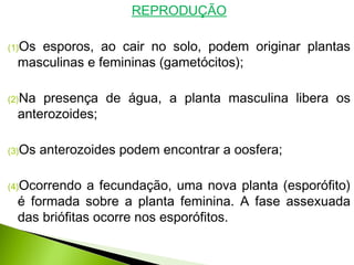 REPRODUÇÃO
(1)Os esporos, ao cair no solo, podem originar plantas
masculinas e femininas (gametócitos);
(2)Na presença de água, a planta masculina libera os
anterozoides;
(3)Os anterozoides podem encontrar a oosfera;
(4)Ocorrendo a fecundação, uma nova planta (esporófito)
é formada sobre a planta feminina. A fase assexuada
das briófitas ocorre nos esporófitos.
 