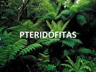 PTERIDÓFITAS
 