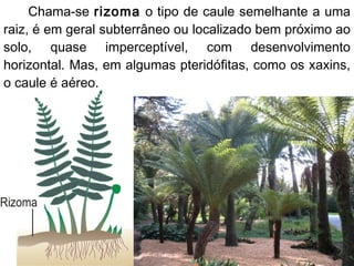 Chama-se rizoma o tipo de caule semelhante a uma
raiz, é em geral subterrâneo ou localizado bem próximo ao
solo, quase imperceptível, com desenvolvimento
horizontal. Mas, em algumas pteridófitas, como os xaxins,
o caule é aéreo.
 