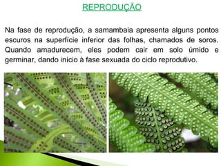 REPRODUÇÃO
Na fase de reprodução, a samambaia apresenta alguns pontos
escuros na superfície inferior das folhas, chamados de soros.
Quando amadurecem, eles podem cair em solo úmido e
germinar, dando início à fase sexuada do ciclo reprodutivo.
 