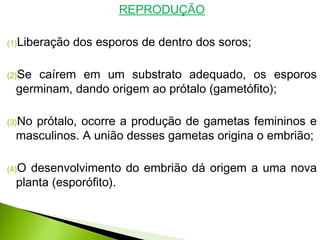 REPRODUÇÃO
(1)Liberação dos esporos de dentro dos soros;
(2)Se caírem em um substrato adequado, os esporos
germinam, dando origem ao prótalo (gametófito);
(3)No prótalo, ocorre a produção de gametas femininos e
masculinos. A união desses gametas origina o embrião;
(4)O desenvolvimento do embrião dá origem a uma nova
planta (esporófito).
 