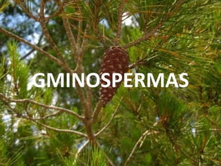 GMINOSPERMAS
 