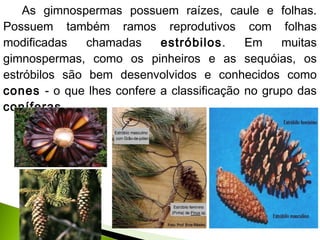 As gimnospermas possuem raízes, caule e folhas.
Possuem também ramos reprodutivos com folhas
modificadas chamadas estróbilos. Em muitas
gimnospermas, como os pinheiros e as sequóias, os
estróbilos são bem desenvolvidos e conhecidos como
cones - o que lhes confere a classificação no grupo das
coníferas.
 