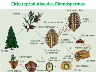 Ciclo reprodutivo das Gimnospermas
1
3
2
4
 