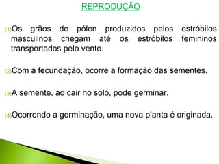 REPRODUÇÃO
(1)Os grãos de pólen produzidos pelos estróbilos
masculinos chegam até os estróbilos femininos
transportados pelo vento.
(2)Com a fecundação, ocorre a formação das sementes.
(3)A semente, ao cair no solo, pode germinar.
(4)Ocorrendo a germinação, uma nova planta é originada.
 