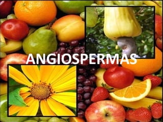 ANGIOSPERMAS
 