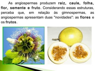 As angiospermas produzem raiz, caule, folha,
flor, semente e fruto. Considerando essas estruturas,
perceba que, em relação às gimnospermas, as
angiospermas apresentam duas "novidades": as flores e
os frutos.
 