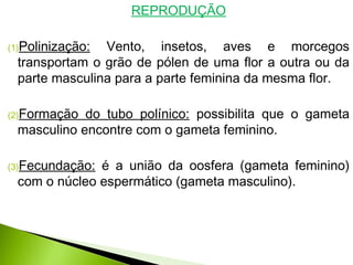 REPRODUÇÃO
(1)Polinização: Vento, insetos, aves e morcegos
transportam o grão de pólen de uma flor a outra ou da
parte masculina para a parte feminina da mesma flor.
(2)Formação do tubo polínico: possibilita que o gameta
masculino encontre com o gameta feminino.
(3)Fecundação: é a união da oosfera (gameta feminino)
com o núcleo espermático (gameta masculino).
 