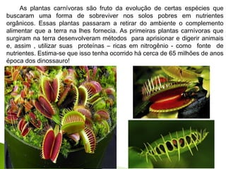 As plantas carnívoras são fruto da evolução de certas espécies que
buscaram uma forma de sobreviver nos solos pobres em nutrientes
orgânicos. Essas plantas passaram a retirar do ambiente o complemento
alimentar que a terra na lhes fornecia. As primeiras plantas carnívoras que
surgiram na terra desenvolveram métodos para aprisionar e digerir animais
e, assim , utilizar suas proteínas – ricas em nitrogênio - como fonte de
nutrientes. Estima-se que isso tenha ocorrido há cerca de 65 milhões de anos
época dos dinossauro!
 