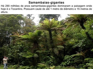 Professor: Thiago Lima
Samambaias-gigantes
Há 290 milhões de anos samambaias-gigantes dominaram a paisagem onde
hoje é o Tocantins. Possuem caule de até 1 metro de diâmetro e 15 metros de
altura.
 