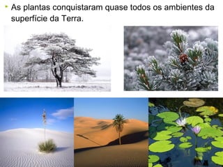  As plantas conquistaram quase todos os ambientes da
superfície da Terra.
 