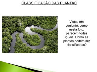 CLASSIFICAÇÃO DAS PLANTAS
Vistas em
conjunto, como
nesta foto,
parecem todas
iguais. Como as
plantas podem ser
classificadas?
 