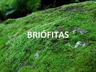 BRIÓFITAS
 