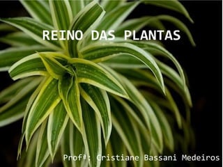 REINO DAS PLANTAS
Profª: Cristiane Bassani Medeiros
 