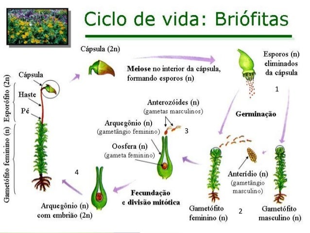 ano classificação das plantas ano classificação das plantas