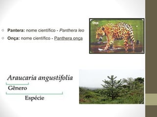 o Pantera: nome científico - Panthera leo
o Onça: nome científico - Panthera onça
 