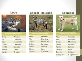Classificação Cientifica
Reino Animalia
Filo Chordata
Classe Mammalia
Ordem Carnivora
Família Canidae
Gênero Canis
Espécie C. lupus
Classificação Cientifica
Reino Animalia
Filo Chordata
Classe Mammalia
Ordem Carnivora
Família Canidae
Gênero Canis
Espécie C. aureus
Lobo Chacal - dourado
Classificação Cientifica
Reino Animalia
Filo Chordata
Classe Mammalia
Ordem Carnivora
Família Canidae
Gênero Canis
Espécie C. lupus
Subespécie C. l. familiaris
Labrador
 