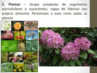 5. Plantae –  Grupo  composto  de  organismos 
pluricelulares  e  eucariontes,  capaz  de  fabricar  seu 
próprio  alimento.  Pertencem  a  esse  reino  todas  as 
plantas.
 