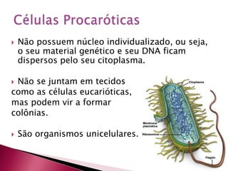  Não possuem núcleo individualizado, ou seja,
o seu material genético e seu DNA ficam
dispersos pelo seu citoplasma.
 Não se juntam em tecidos
como as células eucarióticas,
mas podem vir a formar
colônias.
 São organismos unicelulares.
 
