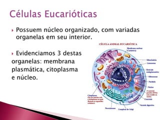  Possuem núcleo organizado, com variadas
organelas em seu interior.
 Evidenciamos 3 destas
organelas: membrana
plasmática, citoplasma
e núcleo.
 